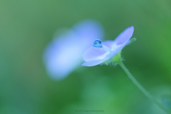 ☆Amazing blue