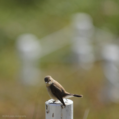 ☆Rare bird？Ⅱ