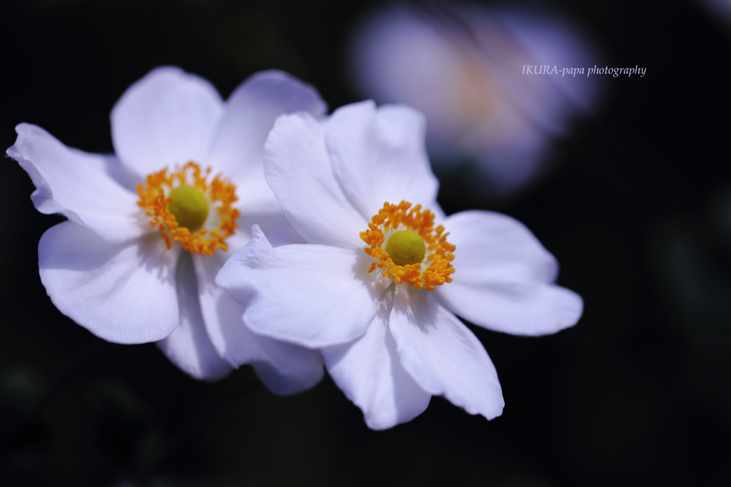 ☆Autumn Duet