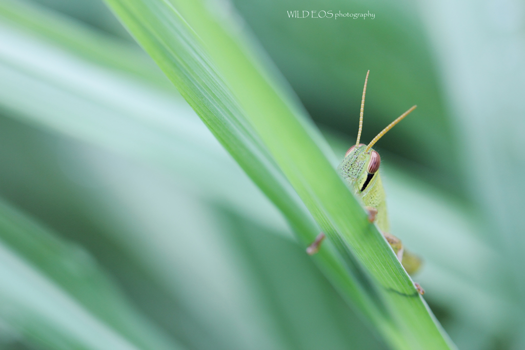 ☆仮面ライダーなボク♪