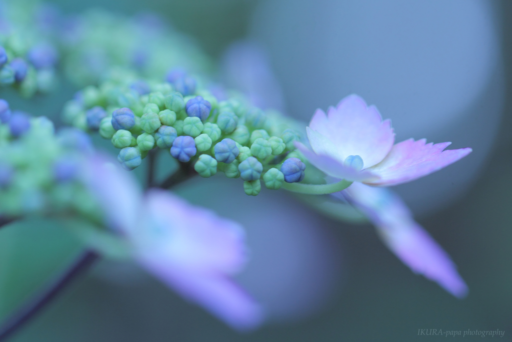 ☆Pinky waltz