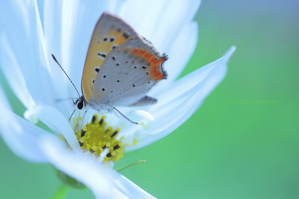 ☆Sweet Cosmos