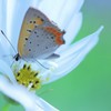 ☆Sweet Cosmos