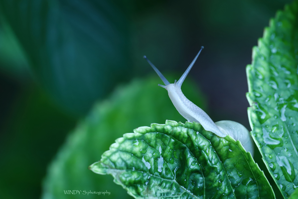 ☆Rainy Morning