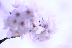 ☆Pink Bouquet
