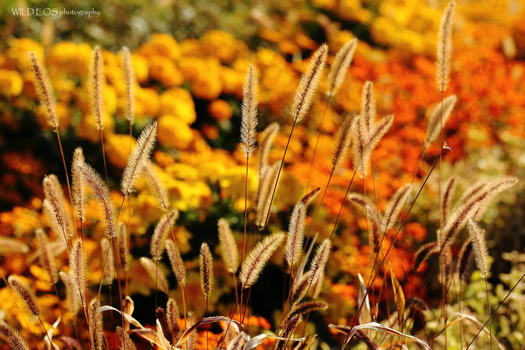 ☆Autumn feeling♪