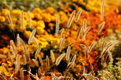 ☆Autumn feeling♪