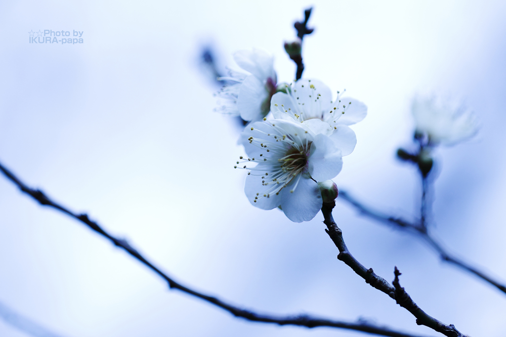 ☆Skyward Ⅱ