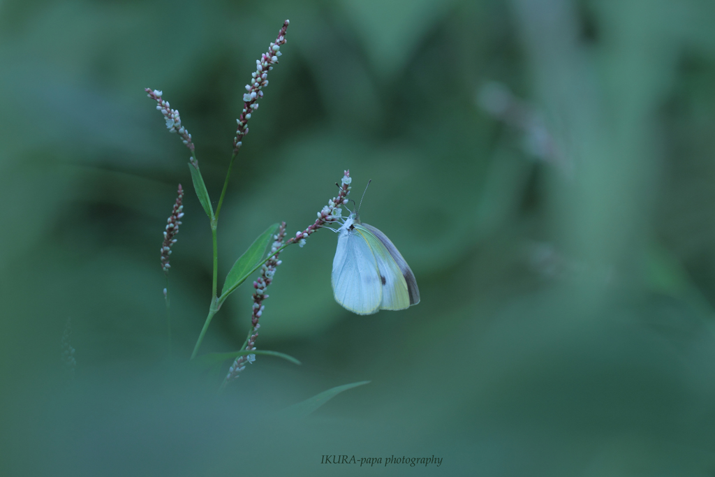 ☆In the silence♪