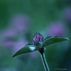 ☆私は蕾