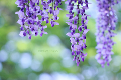 ☆Early summer feeling♪