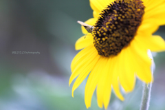 ☆ボクと夏が終わる