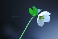 ☆Fresh greenの佇み♪