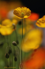 ☆Golden Poppy