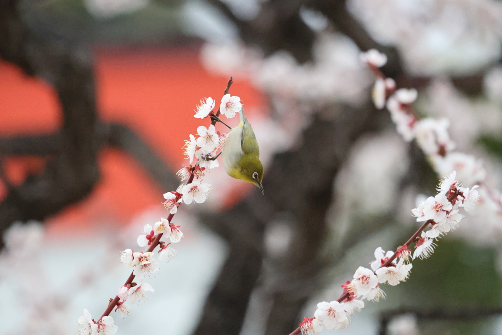 春を告げる