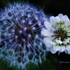 ☆Twin Sparks