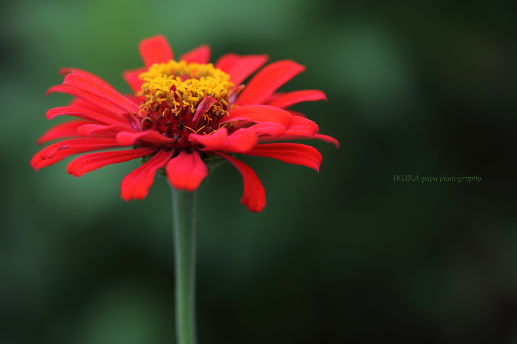 ☆Red Passion