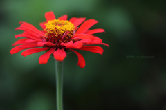 ☆Red Passion