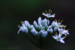 ☆生まれくる命