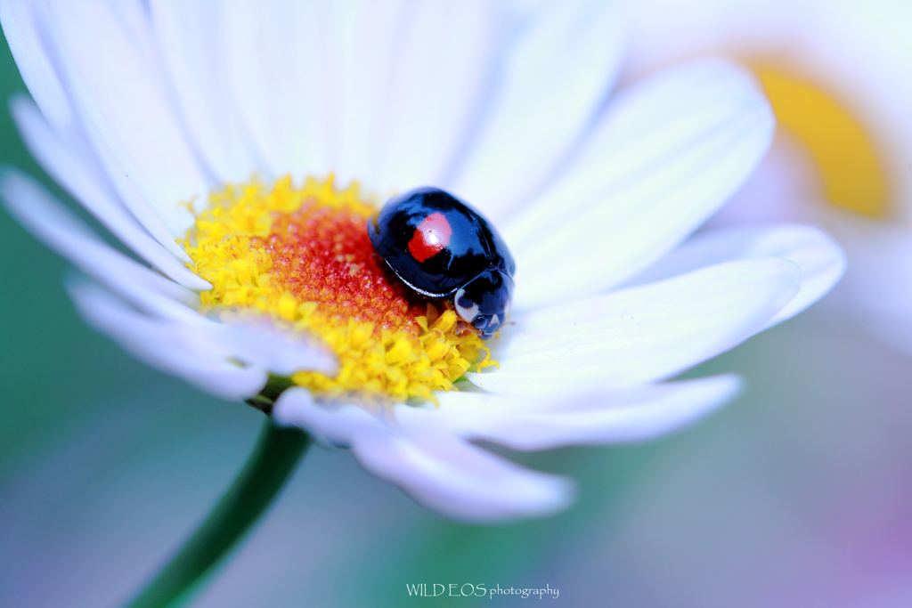 ☆夏の日の出会い♪