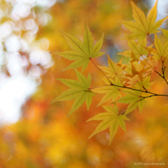 ☆Autumn Scenery