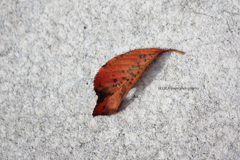 ☆A leaf