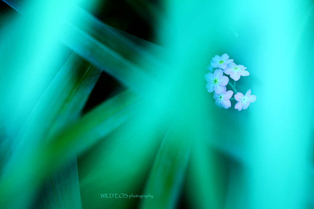 ☆Early summer green♪