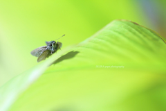 ☆グリーンフィールドの君♡