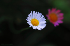 ☆Nice Couple♪