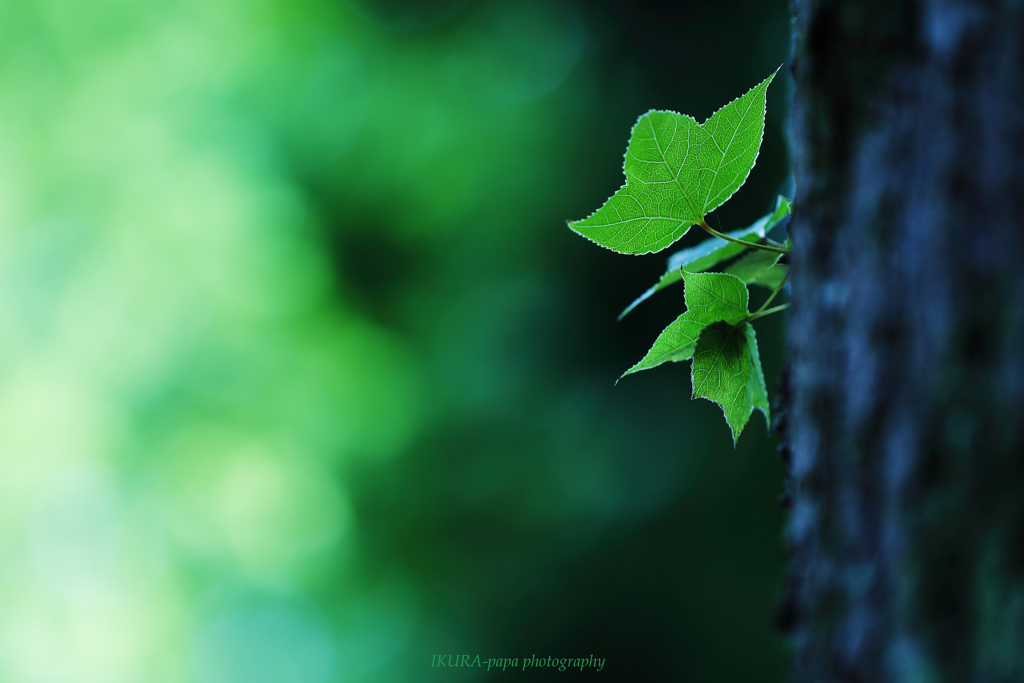 ☆Autumn Green 