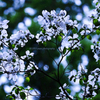 ☆HANAMIZUKI GREEN