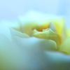 ☆Compassion♪