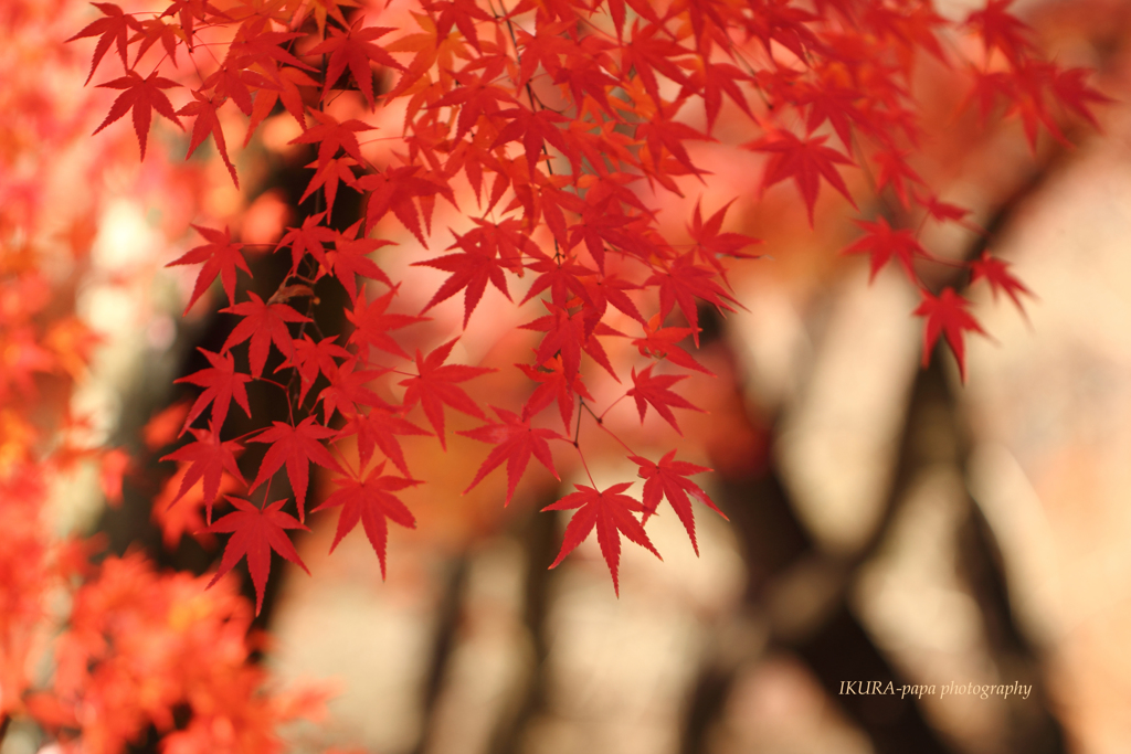 ☆Red Curtain