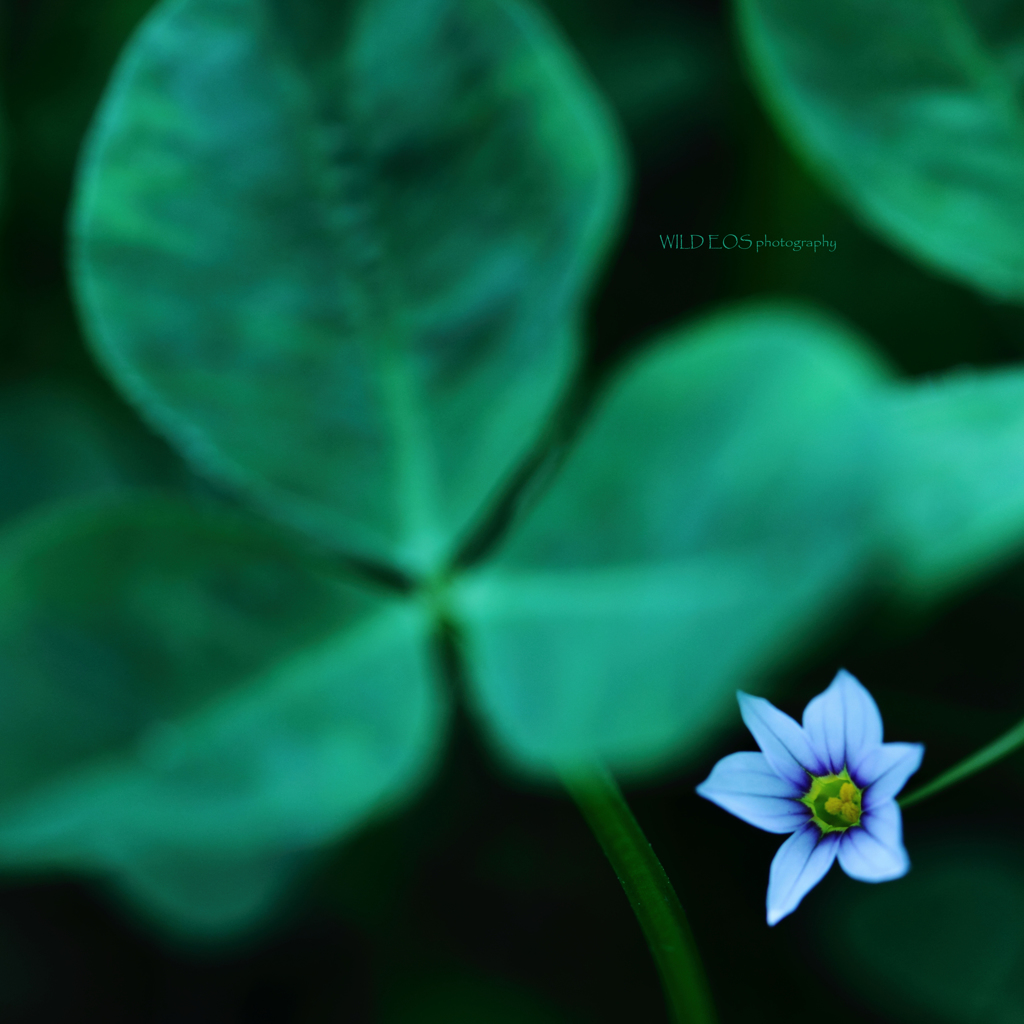 ☆Small messenger♪