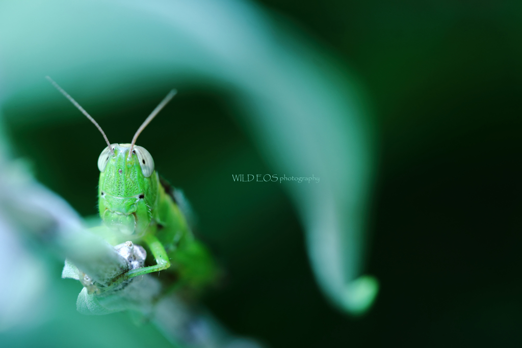 ☆おとぼけ君の夏♪