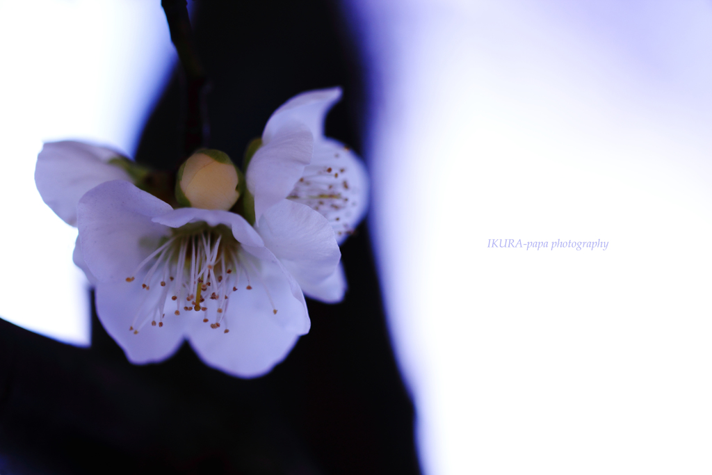 ☆Last plum