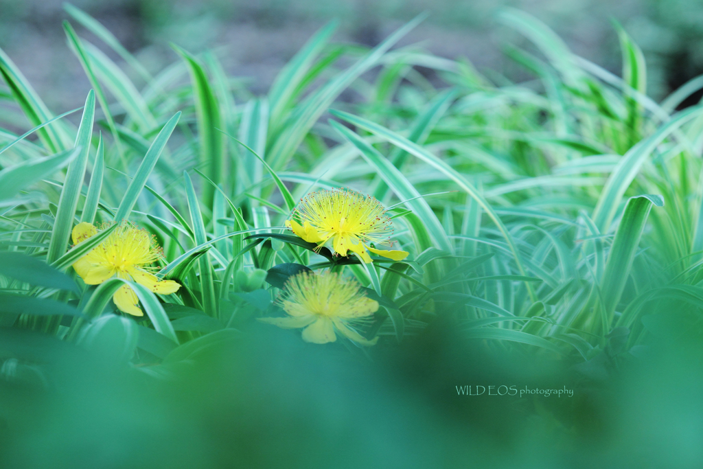 ☆Yellow Fairies♡