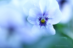 ☆Healing flowers♪