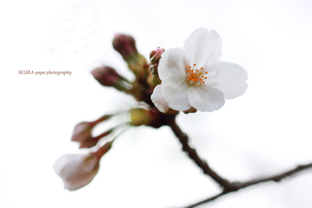☆Cherry Blossom