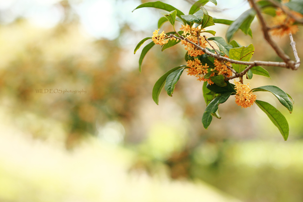 ☆Sweet season