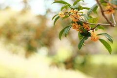 ☆Sweet season