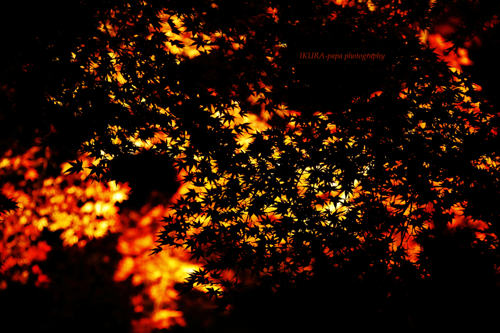 ☆Night Shadow