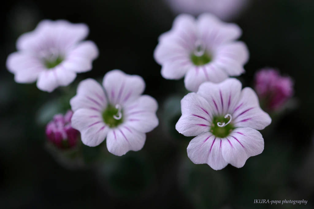 ☆Spring Carpet Ⅱ