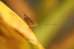 ☆秋モードのセセリン♪