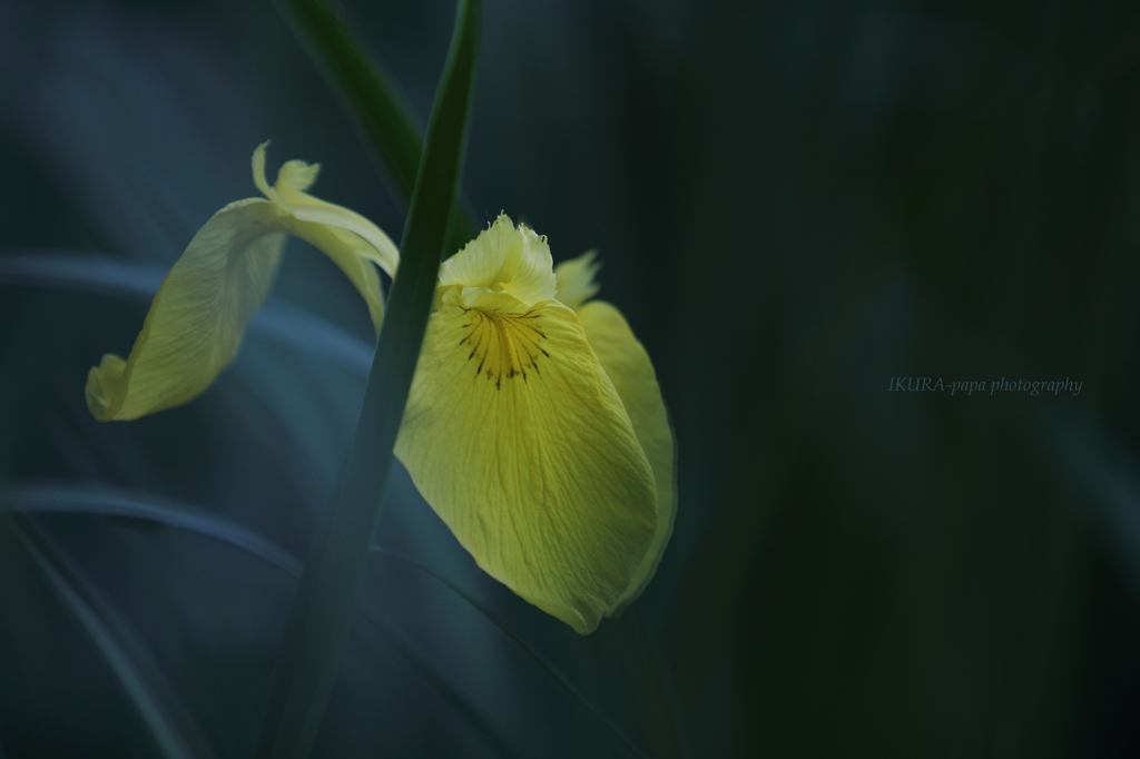 ☆Silent Morning