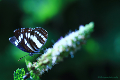 ☆Your eyes only♪