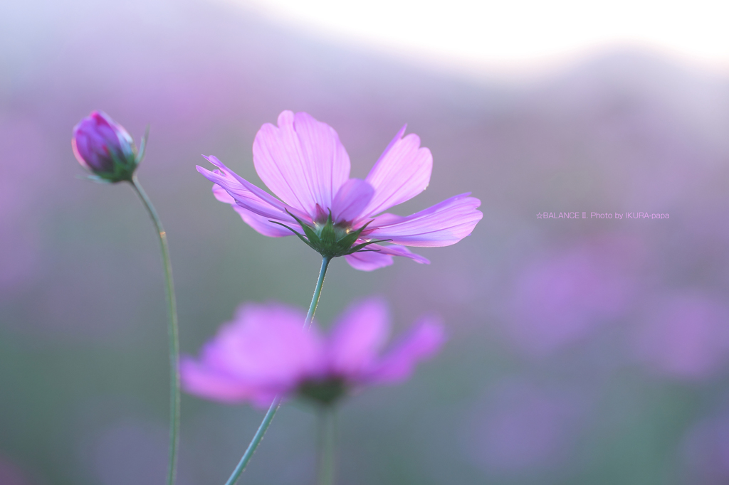 ☆BALANCE Ⅱ