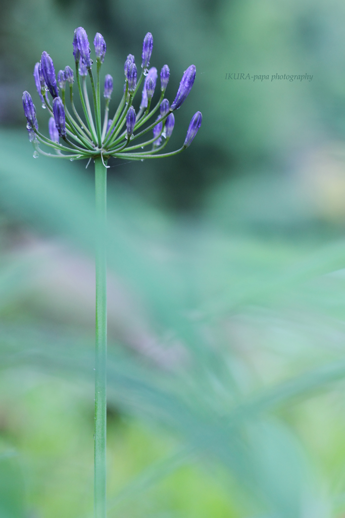 ☆Rainy stick