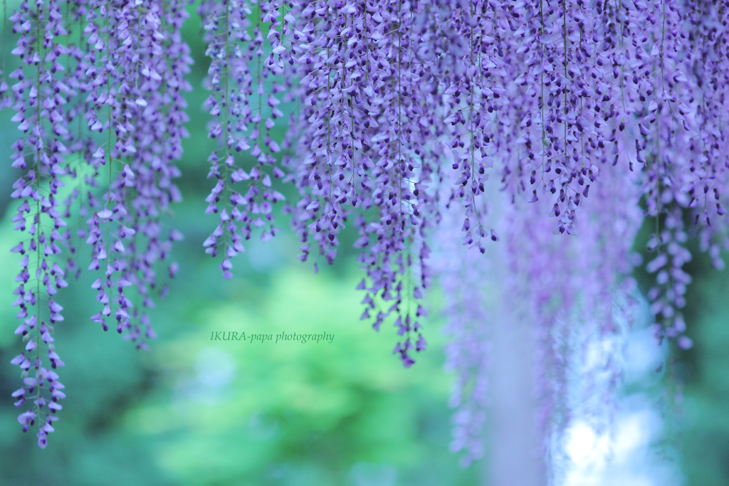 ☆Purple shower