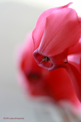 ☆Red Invader